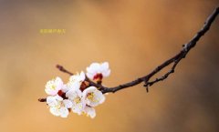 在這春暖花開的季節(jié)，歡迎你們加入知道網(wǎng)絡(luò)