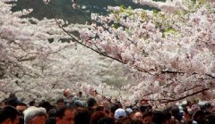 你見過空無一人的中山公園櫻花大道嗎？美！